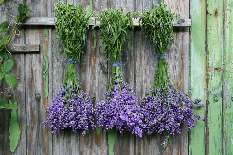 lavender-Lavandula-angustifolia