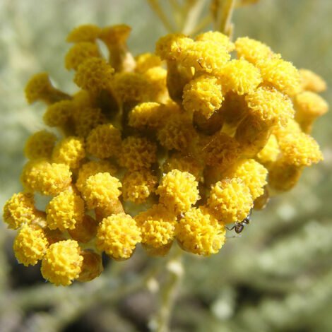 Immortelle