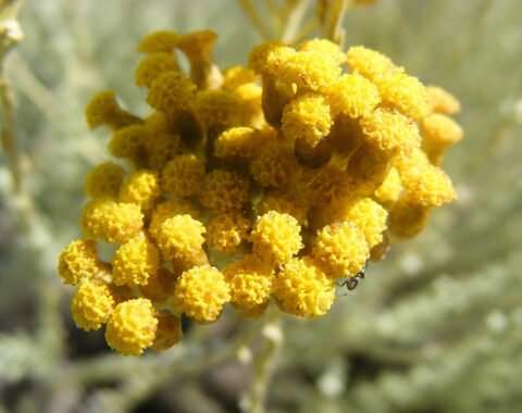 Immortelle