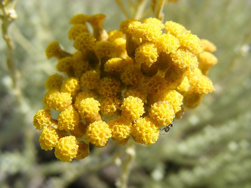 Immortelle